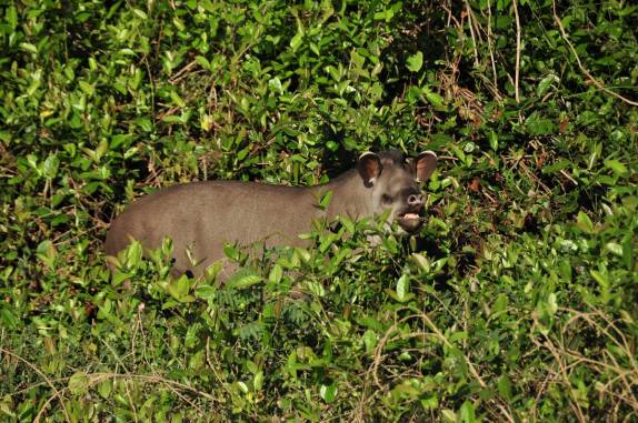 Encontro com uma enorme anta em praia no rio Cuiabá, região de Porto Jofre, no final da rodovia Transpantaneira, no Pantanal Norte, no Mato Grosso